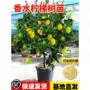 广东食用种植盆栽柠檬树