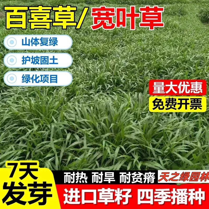 Семена газонов Broadleaf Cumbrae Engineering, семена домашней широколистной травы, термостойкие семена для защиты склонов и почвофиксирующие семена Cumbrae.