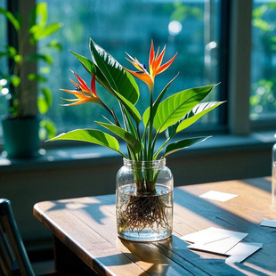 Hydroponic Bird of Paradise Plant Water-Raised Large Green Plant Potted Evergreen Easy-To-Live Flower Strelitzia Reginae Indoor Balcony