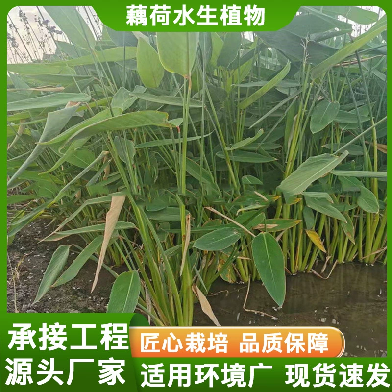 Искусственные мангровые ландшафты и парки с водными растениями осуществляют различные проекты по очистке и восстановлению воды.