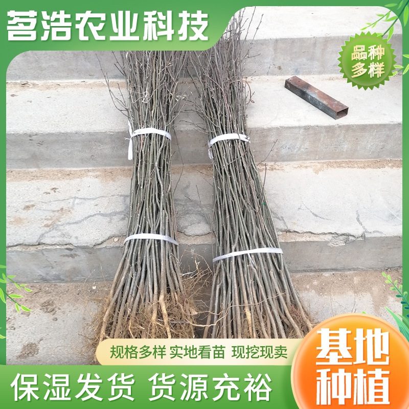 基地花椒苗批发 南北方种植当年结果大红袍花椒苗