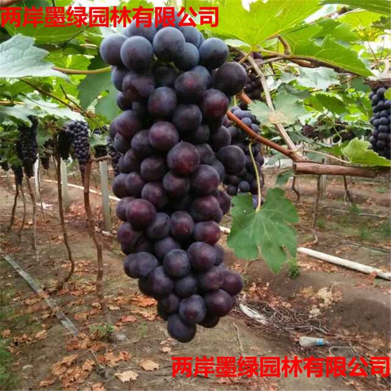 Виноградные саженцы Кёхо, Летняя черная солнечная роза, горшечные растения для посадки на юге и севере, саженцы плодовых деревьев, саженцы винограда без косточек.