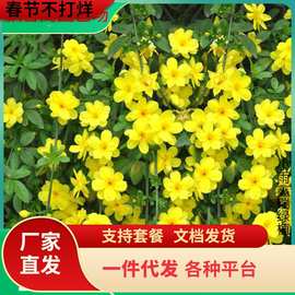 一件代发耐寒迎春花树苗盆景探春花庭院盆栽攀援爬藤垂吊类花卉报