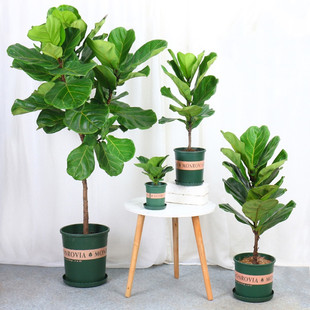 Qin Ye Rong Indoor Large Potted Plant Purifies the Air Qing Ye Rong Foliage Green Bonsai Evergreen Florals All Year Round Qin Ye Rong