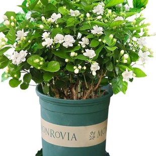 �������������Ԏ������d�ӻ���ֲ���҃Ⱥ��B�Gֲ�������ļ��_��