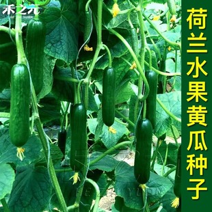 Vegetable Seeds, Fruits, Cucumber Seeds, All Year Round Seedlings, Potted Cucumber Seeds, Dry Fruits, Cucumber Seeds