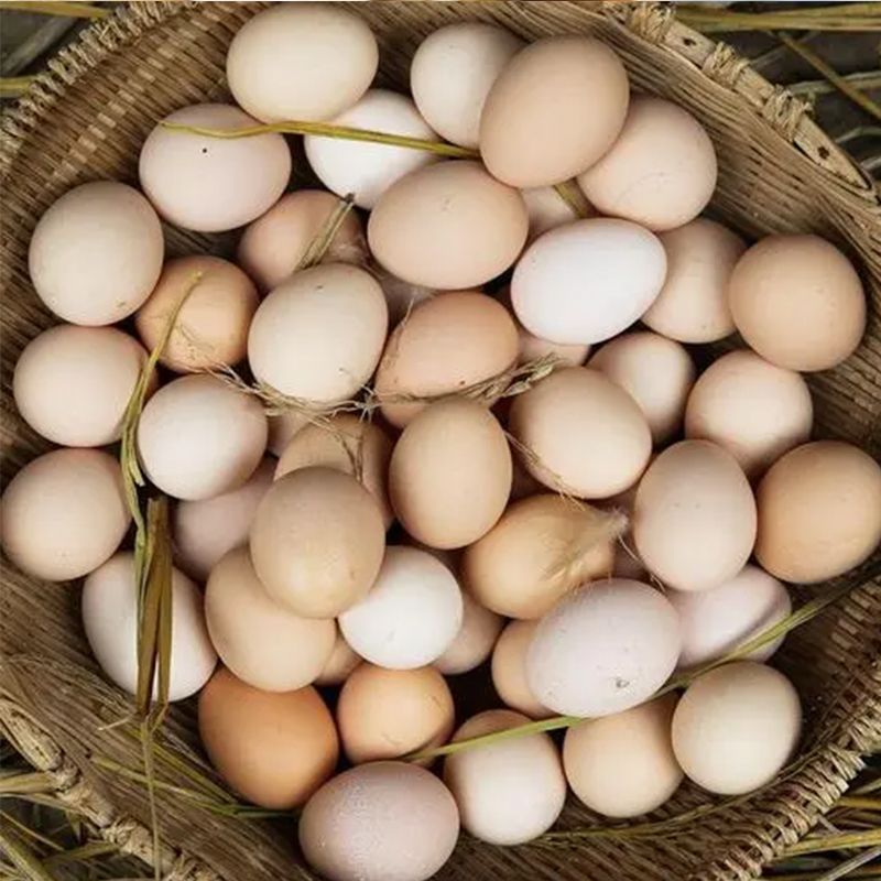 ɽ��ũ��ɢ���������񼦵�Ӫ�����������ݼ�����������ȱ�����