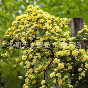 [Flowering Period with Flowers] Musky Flower Climbing Vines Bloom in All Seasons, Courtyard Cold-Resistant Plants, White Musk, Red Musk, Yellow Musk