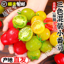现摘圣女果三色混装小番茄新鲜彩色小番茄三色青口小柿子顺丰包邮