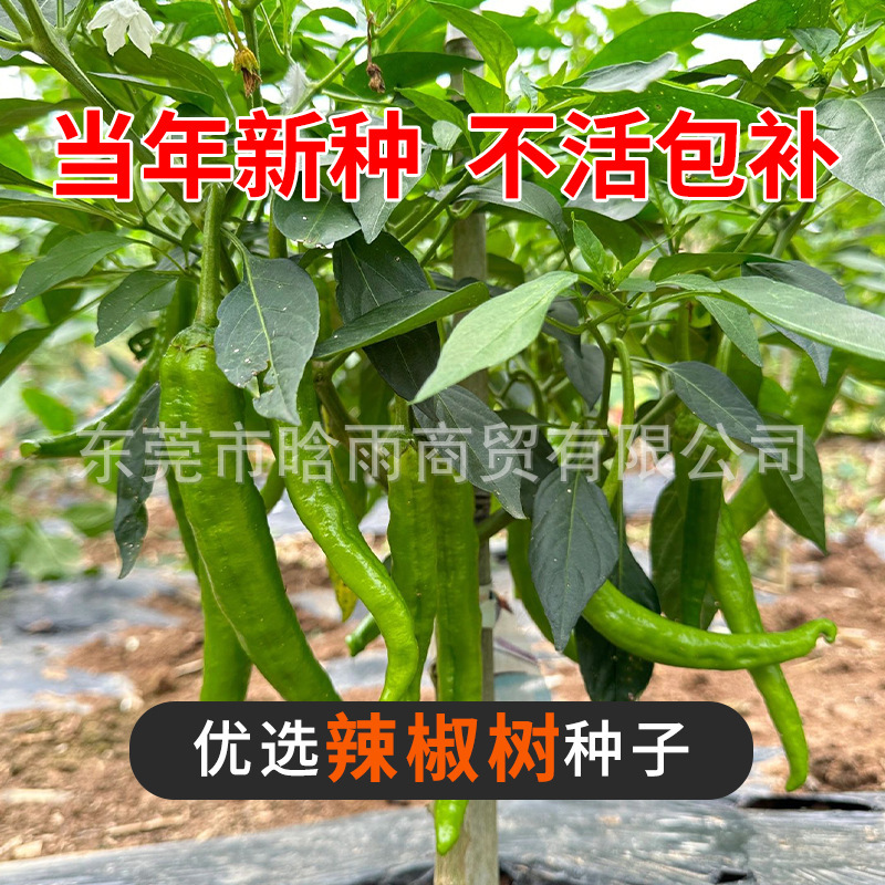 批发辣椒树种子种籽孑苗秧一年四季阳台盆栽秧苗蔬菜种子菜苗树苗