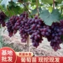 基地高产玫瑰香葡萄葡萄苗