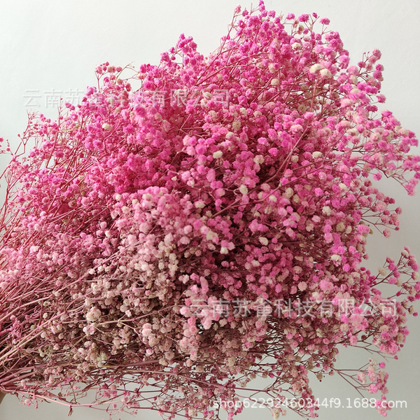 Wholesale Yunnan Ganhua Eternal Flower Flowers Di Flower DIY Bouquet…