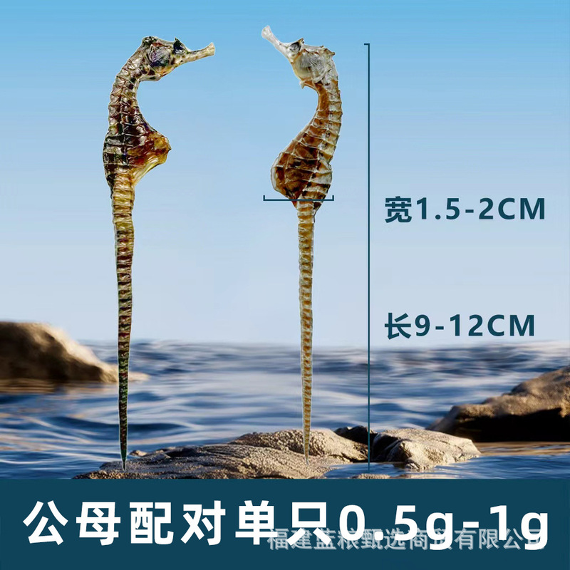 【全规格10公斤直销】养殖海马干泡酒煲汤滋补精品公母配对非药材|undefined
