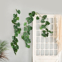 ɭϵ��Y�������þGɫ����ֲ���ٗl �׃��@�b��1.8�������~�ٻ�