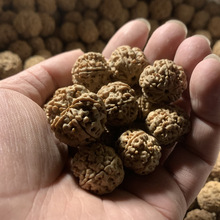 大金刚菩提蜂菩提子菩提肉蜂直播菩提尼泊尔大金刚菩提原籽