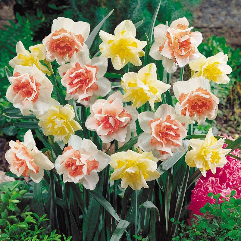 Импортные луковицы нарцисса, многолетние двуцветковые холодостойкие растения в горшках, готовые луковицы нарцисса