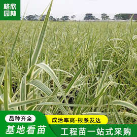 花叶芦竹苗批发 河道净化水生植物行道点缀植物庭院四季种植芦竹