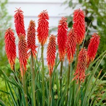 ���l�M�ڻ�滨�N�ӻ������ò��ѻ�滨�e���t������ɏ�N��