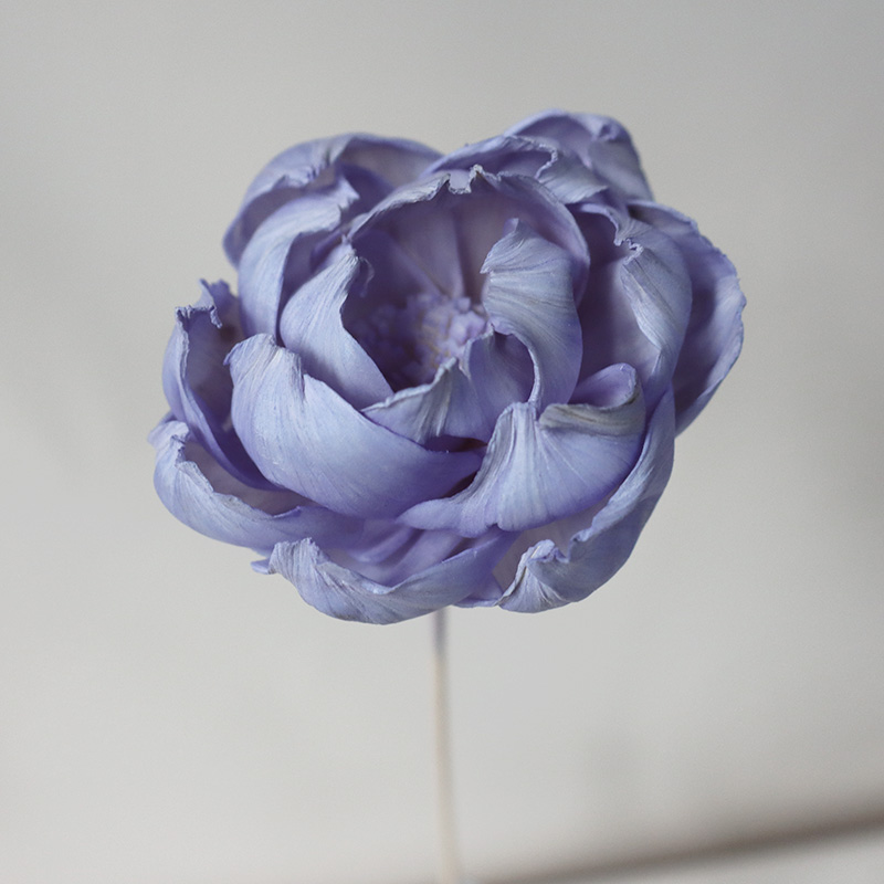Una flor de peonía de color púrpura claro