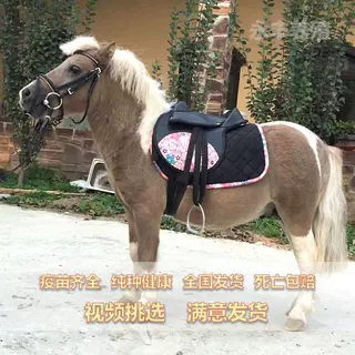 纯种设特兰矮马迷你儿童骑乘马矮马活体景区用宠物马德保矮马活体