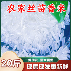 南方生態2024年当季糸苗長粒香米新米新鮮炊き込みご飯柔らかいモチモチ長粒香良質米