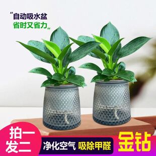 ��荾G�������Ծ�����ˮ��ֲ���k���҃Ȼ��ܾGֲ�ļ����B������ȩ