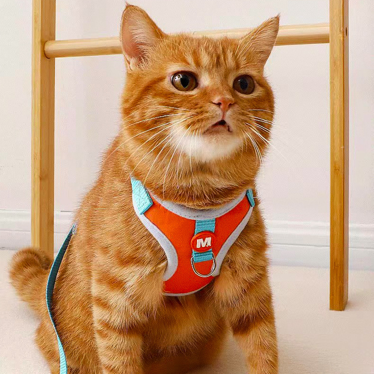 Correa para gato correa para el pecho para evitar que se libere. Suministros especiales para mascotas para salir. Pato amarillo paseando cuerda para gato correa para el pecho para mascotas