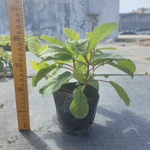 2411 Nursery Supply, Ground Fruit Banyan Bag Seedlings, Ground Pomegranate, Wild Sweet Potato, Green Ground, Loquat Ground