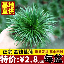 盆栽;兰科植物;竹类植物