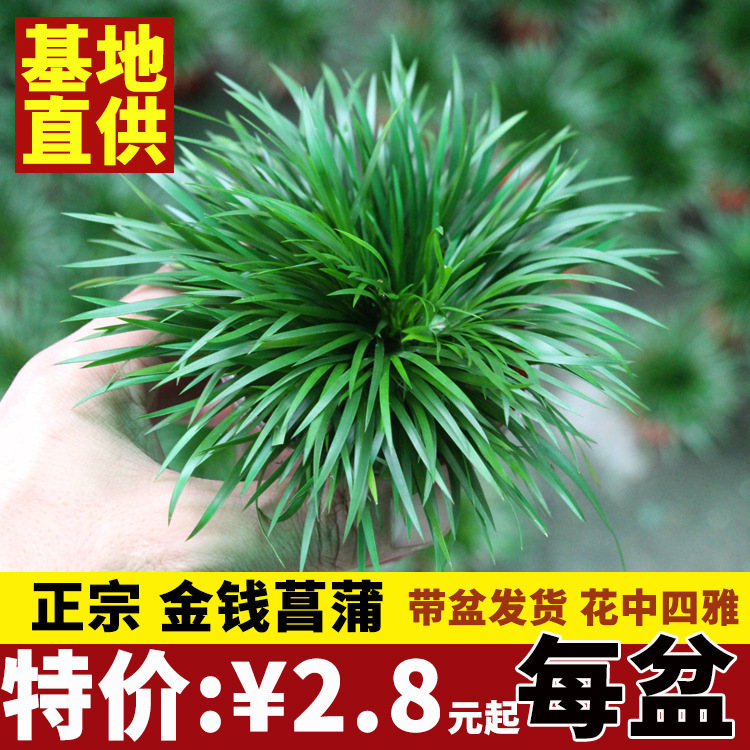 [Large Supply] Money Calamus, Tiger Beard, Expensive Ship Moss, Golden Calamus, Water and Land Tank Landscaping, Green Plant Potted Plants