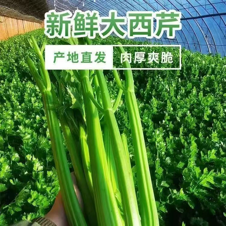 榨汁西芹现摘新鲜水果寿光芹菜自种榨汁农家脆嫩香芹水果西芹