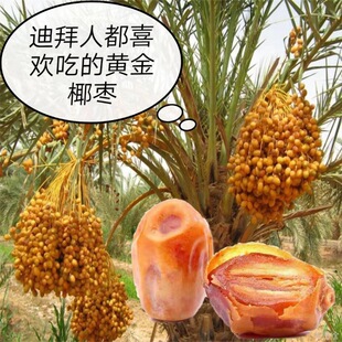 �S�����l��؛�������������������Ҭ������ɢ�b500g