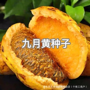 �����S�N���SƤˮ������ը�N��ľ�|�p�@�ٺ�Ҋˮ���ϴ���Nֲ