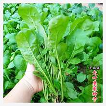 ���~���˷N�Ѵ����＾֥�����պ�uҰ�˷N���ļ��̨�����߲˷N��