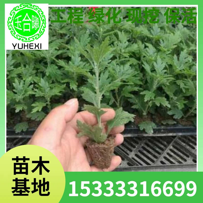 Рассада хризантем, рассада хризантем в горшках, посадка на балконе, во дворе, в помещении и на улице, цветение в том же году.