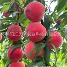种子毛桃野种子种子采收山杏桃树毛桃批发种子桃核种子桃子新毛无