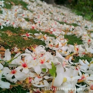 油桐树苗桐油树桐子树光桐三年桐罂子桐中国木油树虎子桐树苗绿化