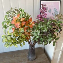 5�����÷����3�����÷�Gֲ�������l���_ľ�Gֲ�b��~��ֲ�