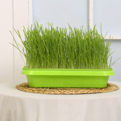 Cross-border cat snacks cat mint planting color-matching new hydroponic cat grass box set hydroponic box cat grass pot