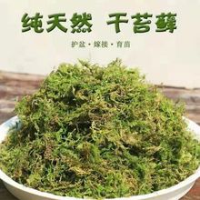 干苔藓特价兰花石斛种植保湿专用土水苔育苗爬宠冬眠垫材厂家直销