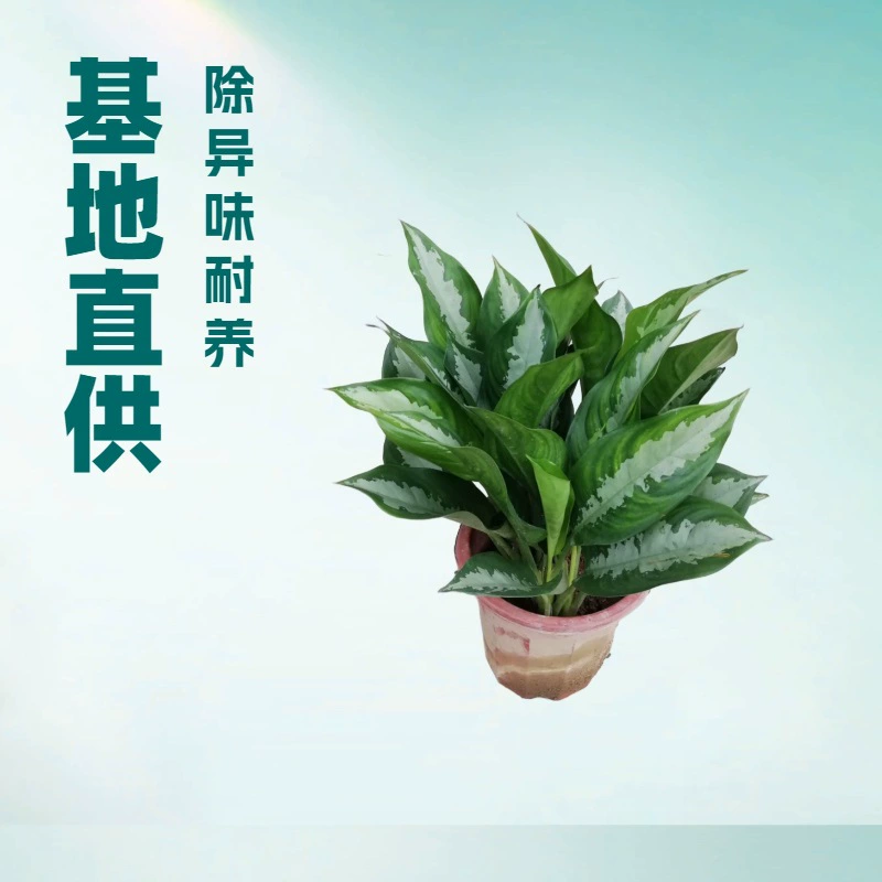 База поставляет комнатные декоративные зеленые растения, такие как вечнозеленое растение «Королева элегантности», которое может устранять запахи на месте их возникновения, а также оптом продает садовые цветы и растения в горшках.