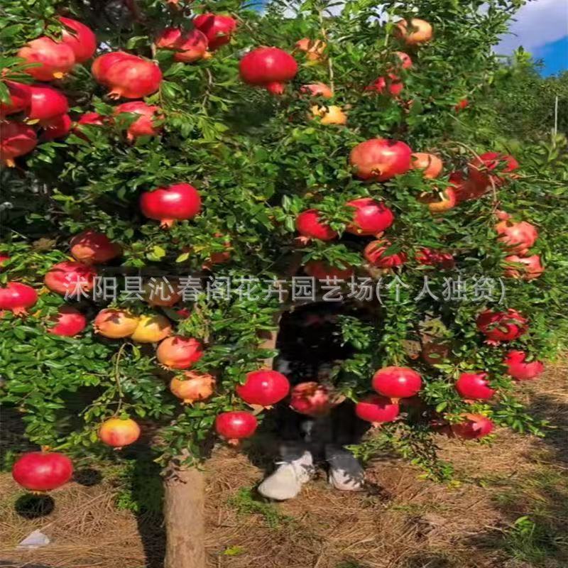 石榴树树苗突尼斯软籽石榴苗盆栽庭院果树特大带土无籽甜石榴树苗
