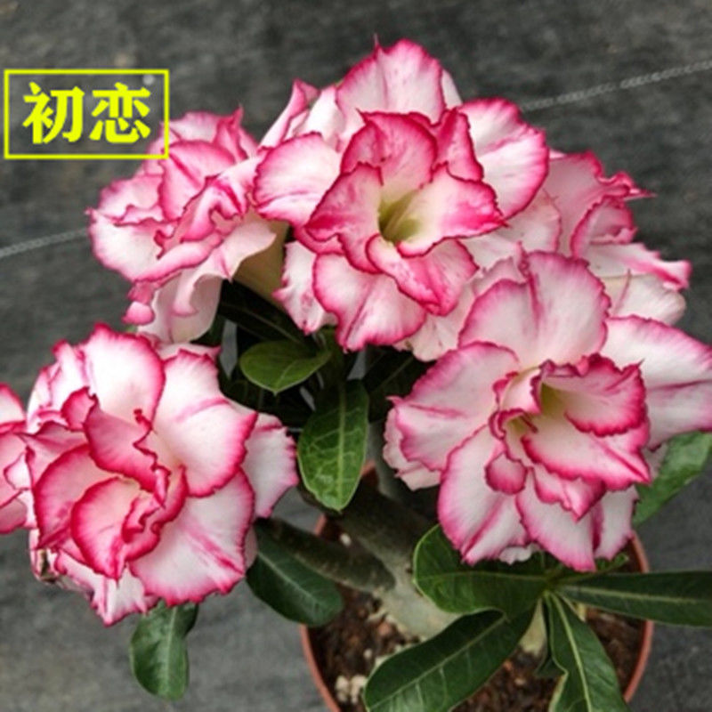 # 24 감성-사막(3년생 모종) 그해 개화