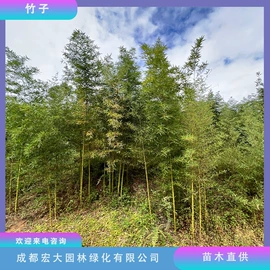 乔木;灌木;景观工程项目