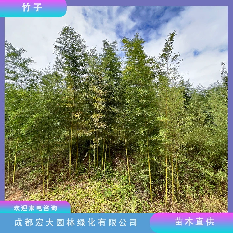 Оптовая продажа бамбуковых растений: бамбук Thunder и Golden Bamboo для ландшафтного дизайна, ограждений, стен, озеленения частных садов и живых изгородей.