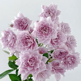One-Piece Drop-Shipping Purple Rose Seedlings, Blooming Rose Potted Florals, Climbing Plants, Large-Flowered Fragrant Saplings, Green Plants