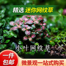 ���ճ���W�y��΢���^̦�\ާ�ֲ��diy���Bƿ�쾰����Gֲ�b�