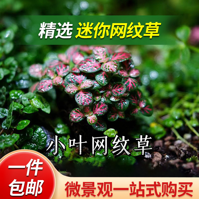 "Empty City" Mesh Grass Micro-Landscape Moss Fern DIY Ecological Bottle Landscaping Desktop Green Plant Decoration "Empty City" Mesh Grass Micro-Landscape Moss Fern DIY Ecological Bottle Landscaping Desktop Green Plant Decoration