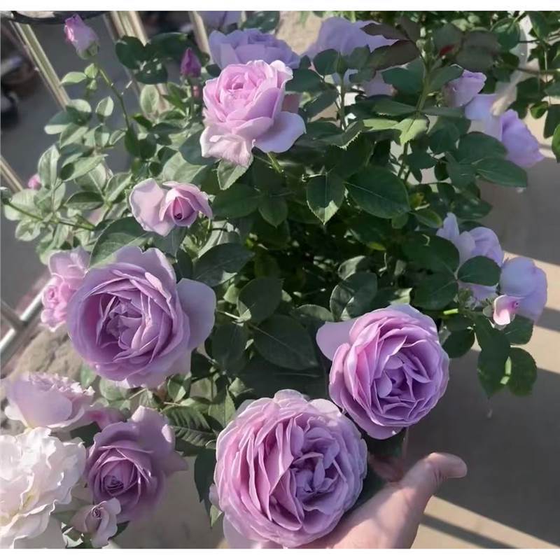 四季咲きのバラの花苗、特大の花つる苗、屋内外のバルコニー鉢植えバラ|undefined