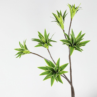 ����Gֲ3D3���z���ٺ���ֲ���~�ĔzӰ�������Ի��b����~��֦